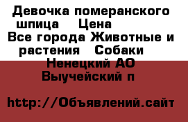 Девочка померанского шпица. › Цена ­ 40 000 - Все города Животные и растения » Собаки   . Ненецкий АО,Выучейский п.